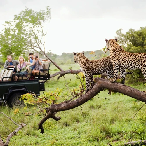 Safari Tours